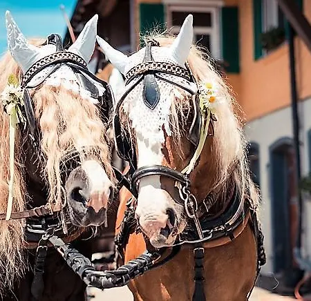 Bio-bauernhof Heidegger Moeggers