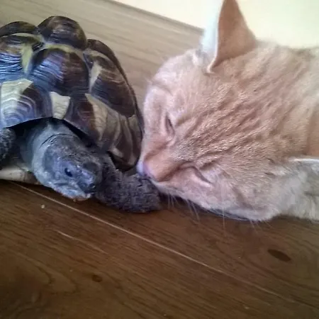 Bio-bauernhof Heidegger Farm stay *