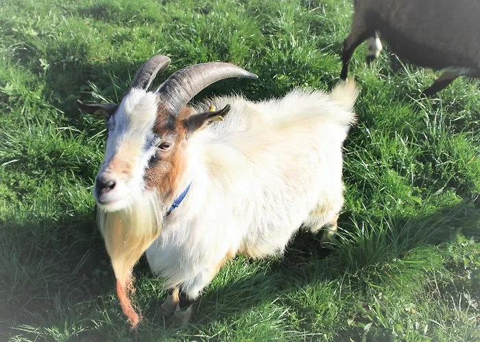 Bio-bauernhof Heidegger Farm stay *