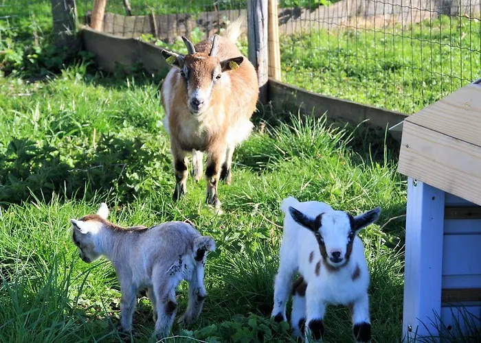 Bio-bauernhof Heidegger * Moeggers