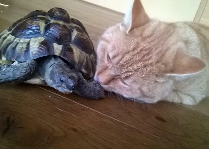 Bio-bauernhof Heidegger Farm stay *